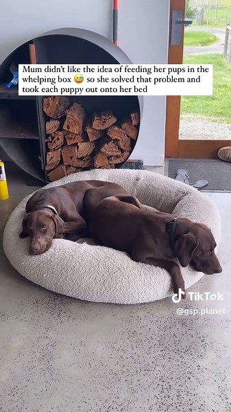 gsp.planet on TikTok