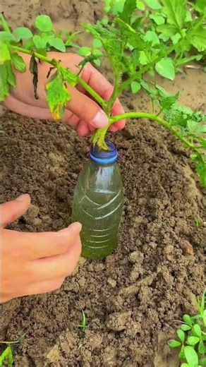 How to Grow Unlimited FREE Tomato Plants! 😱🍅 #shorts