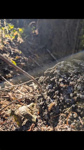 Restore @ Sage Suite. Day 5 of 7. Forest bath. | Sweet Sage Suite