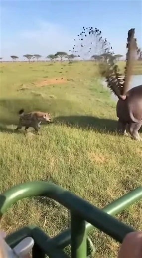Hippo Defends Itself With a Wild Poop Blast