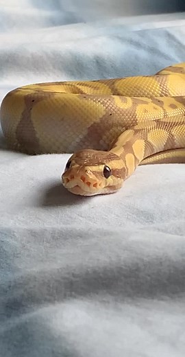 the sweetest boy. #ballpython #fyp #foryou #bananaballpython | banana ball python