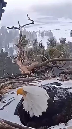 Bald eagles are devoted parents that share the vital task of incubating their eggs. After the female lays one to three eggs in a massive nest high in a tree, both the male and female take turns covering them to maintain a steady temperature of around 99–100°F (37–38°C) until they hatch in about 35 days.The female typically spends more time on the nest—often in longer stretches—while the male relieves her for shorter periods so she can hunt and feed. During these shifts, the off-duty parent bring