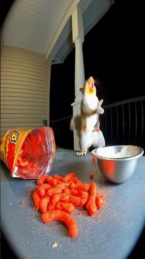 Squirrel vs Flaming Hot Cheetos (Instant Regret in 10 Seconds)