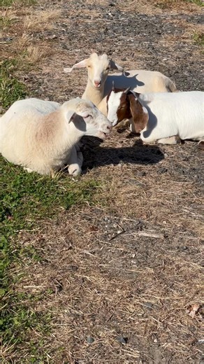 🐐🐑 Why goats and sheep chew cud When you see them relaxing and chewing with no food around — they’re not bored! They’re chewing cud, which means they’re re-digesting their food to get every bit of nutrition. 🌿 It’s a natural part of a healthy digestive system — and a sign your herd is calm and content. 💚 #FarmFacts #HarvestAndHooves #GoatCare #SheepLife | Harvest and Hooves Farm LLC