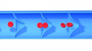 Anatomical 3d Animation Healthy Vein Movement Stock Footage Video (100% Royalty-free) 3525488227 | Shutterstock