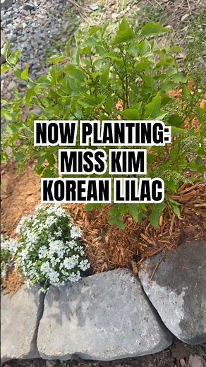 southern garden: planting miss kim korean lilac
