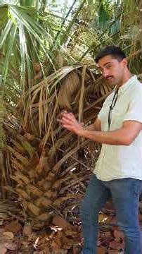 Let's Botanize - Sabal Palmetto! #letsbotanize #shorts #botany