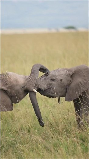 A trunk with many uses 💚 🐘 #Elephant #Animals #Wildlife #Photography #Shorts