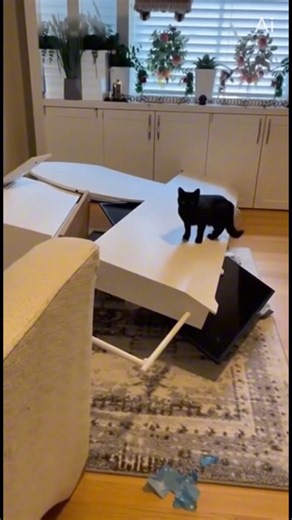 3K views · 18 reactions | The balloon popped — and the black cat’s...