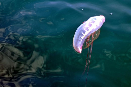Physalies sur la Côte basque : 5 plages hissent le drapeau rouge