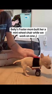 21K views · 1.7K reactions | My heart ❤️ show Belly some love she’s been doing great with foster mama Hannah #puppy #puppylove #puppylover #puppies #puppiesofinstagram #pup #dog #dogsofinstagram #doglifestyle #cute #wisp #wispy #adorable #follow #followus #insta #instagram #staystinky | Rags to Riches Animal Rescue inc | Facebook