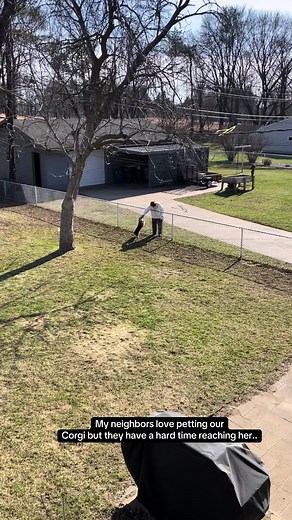 Corgi Steps Built by Neighbors for Better Access