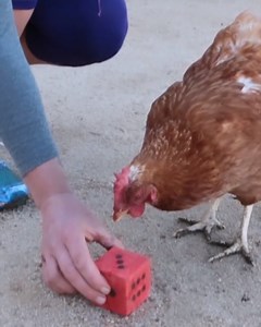 2.5K views · 210 reactions | Have you ever seen a chicken count? Check out Little Miss Sunshine from Edgar's Mission showing off her counting skills 邏 Chickens are intelligent, beautiful animals. They deserve better than how we treat them ❤️ | VFC | Facebook