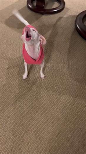 Piglet, the deaf blind pink puppy on Instagram: "How did he know to take the first step? Freeing his sisters felt good even if it was a minor event. Piglet has a growth mindset. We call it a Piglet Mindset. He is aware of his disabilities but his resilience, perseverance, flexibility, and optimism are so ingrained he can't help but move straight towards and past any challenge or obstacle he faces. That's the premise of our Piglet Mindset School Visit Program. I highly recommend a Piglet school v