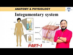 Integumentary system | Part-1 | Introduction | Layers of Skin | Rete Ridges | Anatomy & Physiology
