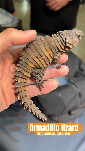 Armadillo Lizard! One of the rarest species of reptiles in the world!