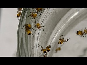 Baby Garden Spiders, Spiderlings