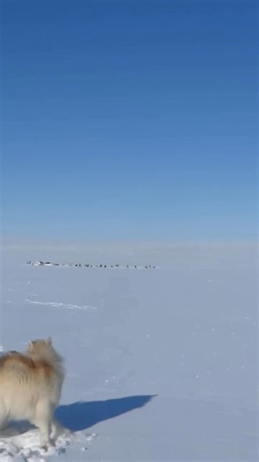 The adventures of Mozart. You’ll love this pup at first glance ❤️😊 sound-on🎧 | Joe Henderson