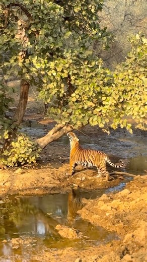 Alpha Male #tiger #animals #wildlife