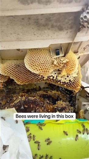 Box Full of Baby Bees