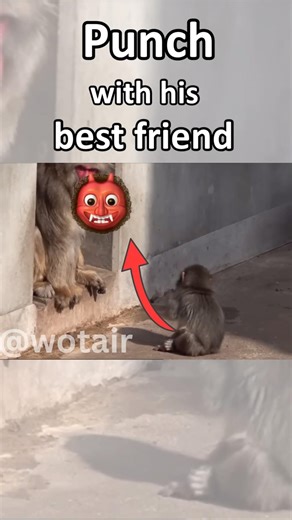 Viral video shows Punch is trying again and again #shorts