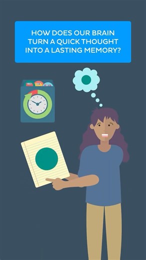 How Does Our Brain Turn a Quick Thought Into a Lasting Memory?