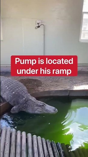 Draining Alligator Pool With Giant Alligator! 😱🐊 #shorts #alligator