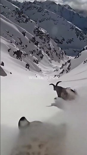 POV: 50ft Snow Leopard Cliff Leap 🐆