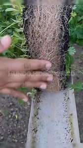 Aprende a cultivar tus alimentos 🍅🥬 en tu propia huerta hidropónica en casa #huertaorgánica #hidroponialatinoamerica #hidroponia #huertourbano #huertoshidroponicos #hidroponía | Mundo Hidropónico