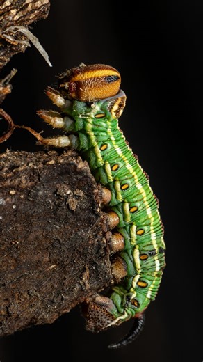 Vestergaard Wildlife Photography on Instagram: "Pine hawk-moth 🐛🦋🌿 Some animals look a bit like monsters when you get really close 😵‍💫😄 A master of disguise, both as caterpillar and moth. (Fyrresværmer/Sphinx pinastri) #nature #photographer #wildlife #pro #animals #photo #nikon #macrophotography #insectguru #macro_highlight #cupoty #passion_in_macro #nuts_about_macro #wildlifephotography #wildanimals #macro #photography #insect #insectphotography #wild #insects #makro #macrofreaks #moth #b