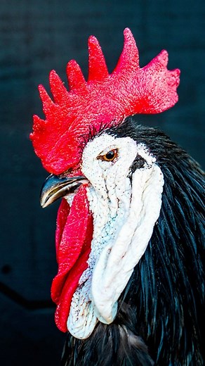 2.2K views · 382 reactions | Lunch & Learn + Chicken Chat w/ Poultry Sale . Join us at Moss Mountain Farm Saturday, September 30th for our Chicken Chat. Discover the magic of our feathery friends, meet Allen, tour the farm, and enjoy lunch! . https://bit.ly/3rxbhyv . #pallensmith #gardening101 #organicgardening #gardenlove #thehappygardeninglife #houseandgarden #gardendesign #chickens #events #mossmountainfarm  | P. Allen Smith | Facebook