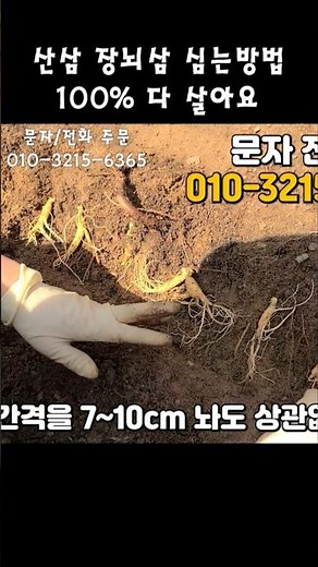 100프로 살리는 삼산 장뇌삼 산양삼 심는방법 초간단 #산삼심는법 #장뇌삼심는법 #산양삼심는법 #산삼모종 #장뇌삼모종 #산양삼모종