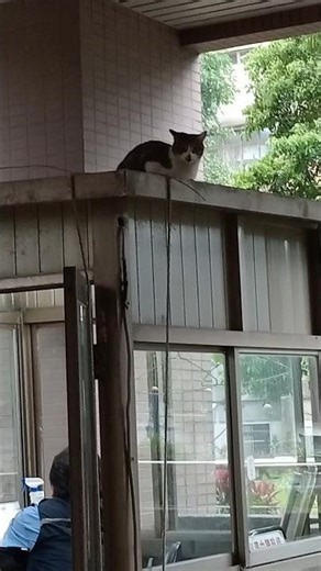 pusang gala naka hanap cya Ng Bahay sa guardhouse #cat #cute #animals #shorts