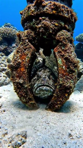 Stonefish Trapped by Rusty Industrial Claw #stonefish #underwater #oceanlife #fishing