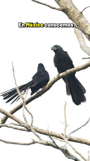 Pajareando ando🇲🇽 on Instagram: "Los Pijules o Garrapateros Éstas aves son muy interesantes, específicamente por la forma de su pico y el ecosistema, donde habitan realmente se alimentan de muchas cosas, insectos, granos y frutos. #pajareandoando #pajareando #biologando"