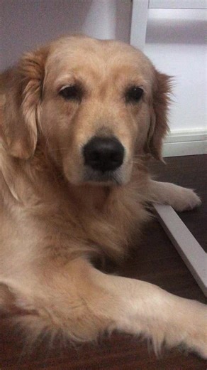 #tik_tok #dog