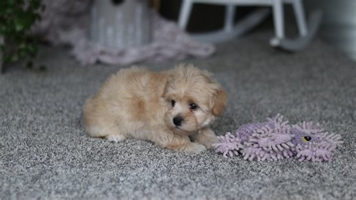 Havapoo puppy for sale