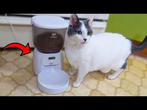 Is This the Most Reliable Auto Feeder for Cats?