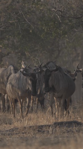 Wildlife of the North The Cookson’s Wildebeest (Connochaetes taurinus cooksoni), also known as the Luangwa wildebeest, is native to the Luangwa Valley and is a subspecies of the blue wildebeest. The Cookson’s Wildebeest usually breeds towards the end of the rainy season, with calving happening after approximately 8.5 months of gestation. Herd sizes usually average around 30 individuals, but larger numbers commonly gather. They are herbivorous grazers, meaning that they mainly eat grass. However,
