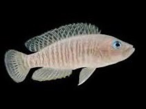 Aquatic Addicts Anonymous Night meeting!