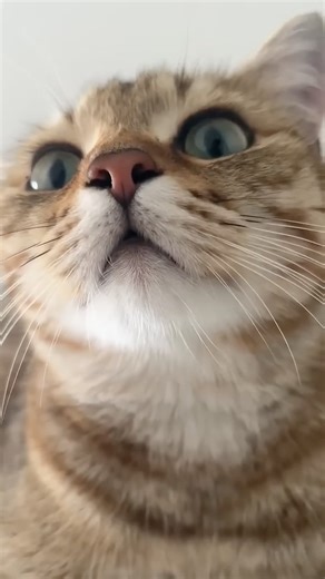 New Cool Tool!& 🥰New Viral Gadgets, Smart Kichen Appliances, Tolls, Utensils, HomeCleaning shorts😻