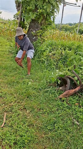 catching guinea fowl in a corn field #anime #shortvideo #fypviral