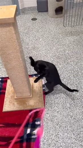 Moxey is still searching for her forever home. Stop by the Ontario SPCA Muskoka Animal Centre and meet her between 11 am - 5pm and see for yourself how friendly she is.💙 She loves to meet everyone, seeking attention. Don't forget your cat crate, as I'm sure once you meet her, you will love her as much as the team does at the Centre. Moxey is ready for adoption and waiting for that special someone who opens their heart and home to her.🥰 Will that be you? | Ontario SPCA Muskoka Animal Centre