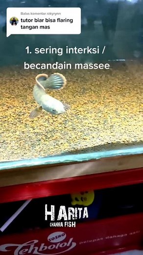 Cara Melatih dan Merawat Ikan Channa Limbata Galak