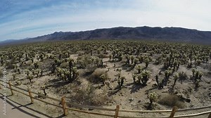 High And Wide Shot Of Cholla Cactus Grove Joshua Tree National Park