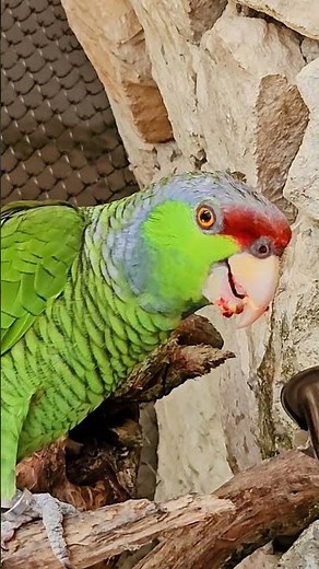 Finsch's lilac-crowned Amazon parrot Playa del Carmen Mexico tropical Caribbean park bird life