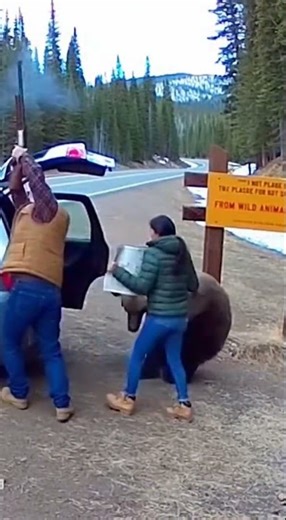 Wild Bear Attack Caught on CCTV