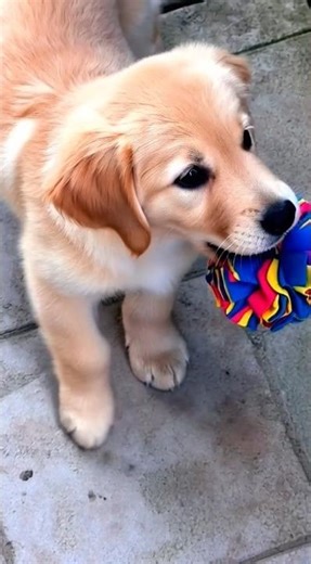 cute puppy playing adorable video #puppy #dog #dogplaying #cutedog #pet #trending #dogvideos #shorts