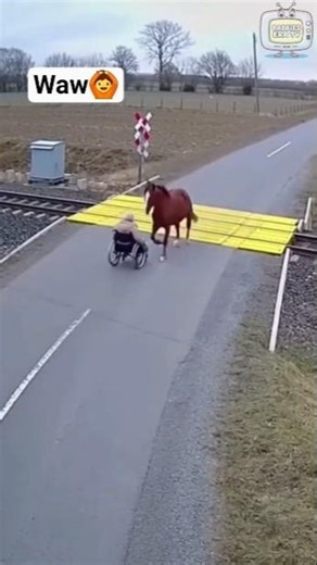 The horses safed the Paralysed #emotional #unknown #youtubeshorts