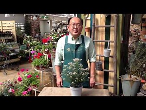 ライスフラワーの育て方・日常管理